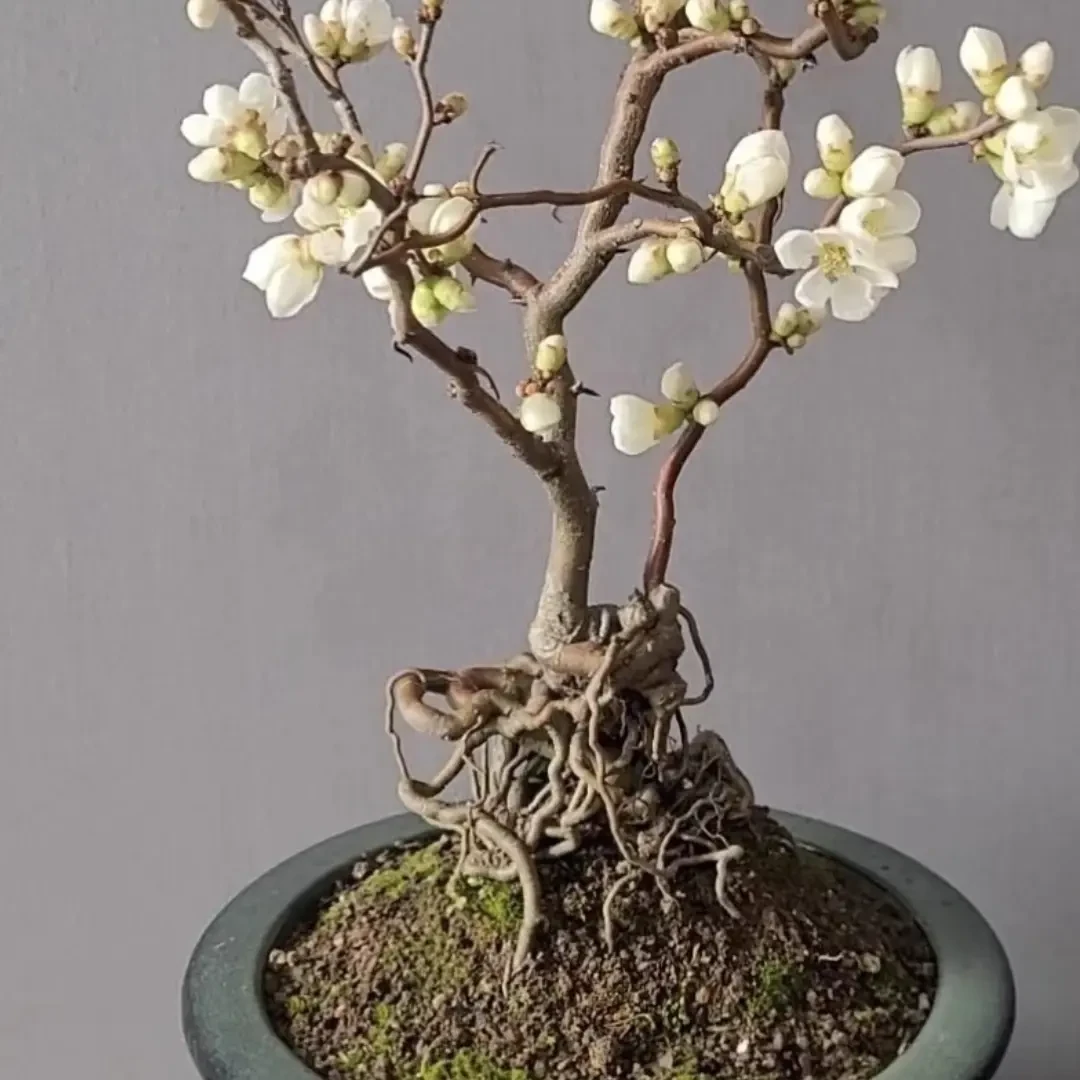 一物一拍 老桩盆景花卉室内外盆栽开花植物