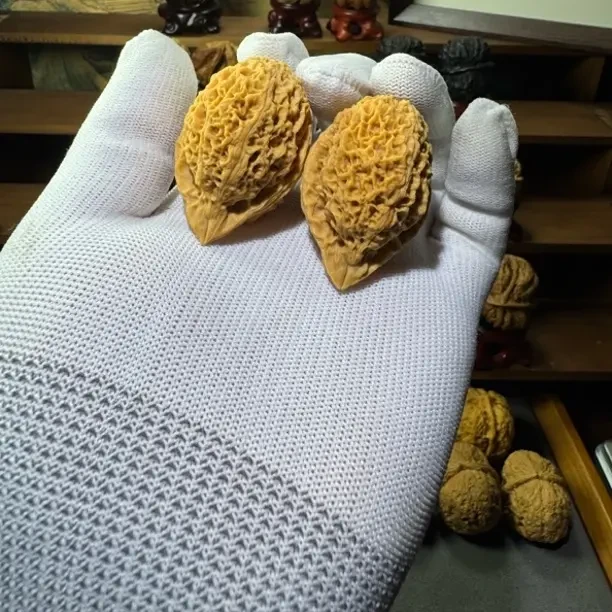 云南铁核桃鸭嘴兽