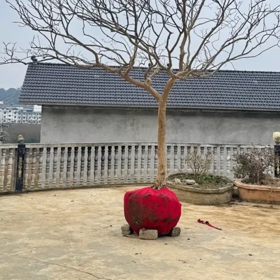 贵州原生紫薇小老树精选骨架绿植