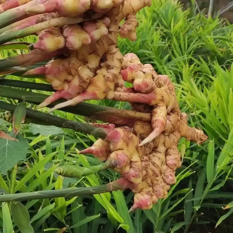 红星村小黄姜新鲜现挖嫩姜香味浓郁辛辣多汁山地种植
