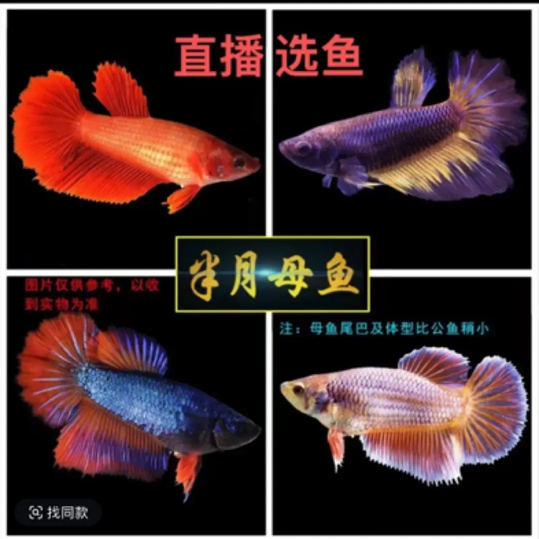 （B001-B100)泰国斗鱼 精选半月 将军母4.5-5.5公分(直播间选鱼）