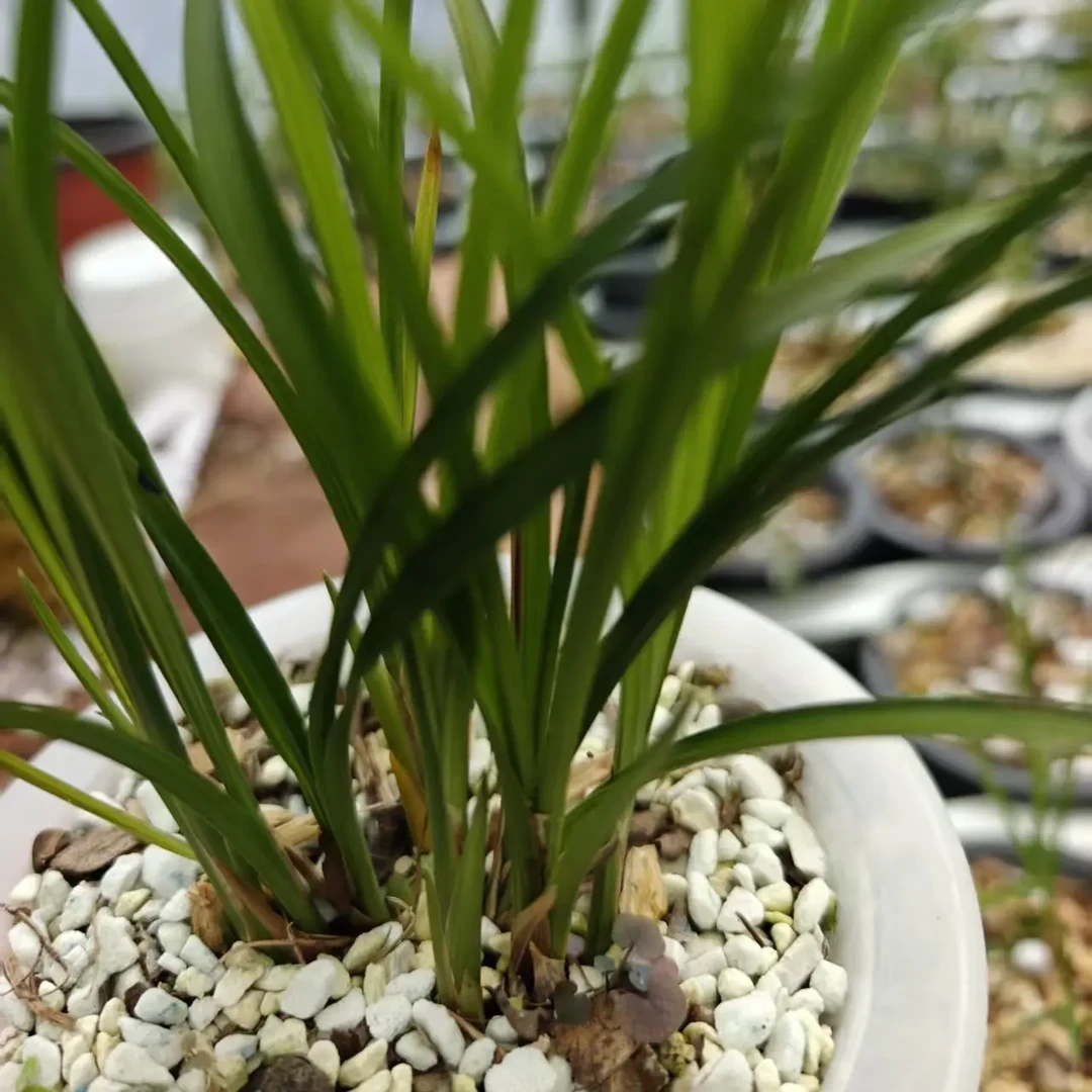 直播间兰花一物一拍盆栽