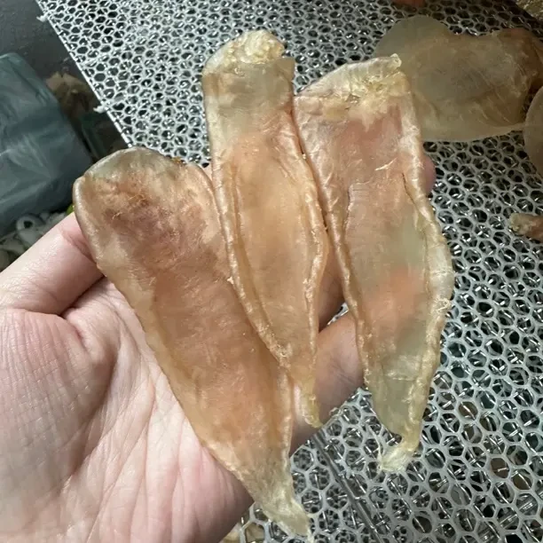 618南澳自晒滋补的深海赤嘴鳘鱼胶干货