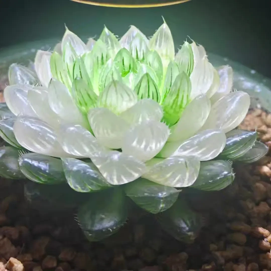 宝莲灯冰灯玉露多肉植物多肉盆栽多肉新手好养室内办公室绿植盆栽