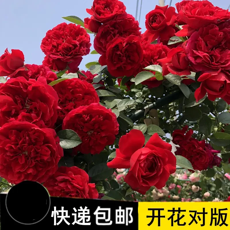 1米左右藤本月季花苗浓香四季开花阳台爬藤蔷薇种植花苗发货