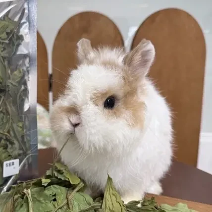 烘干车前草兔子龙猫荷兰猪营养辅草零食明目眼屎多上火调理肠胃