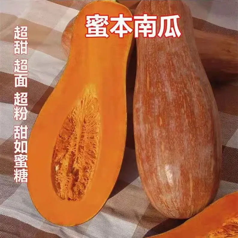 密本南瓜种子春播夏秋食用香甜蔬菜籽早熟苗甜面南瓜种籽播种.