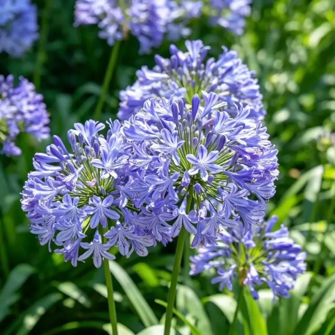 小老虎花卉【不带花剑】蓝精灵百子莲盆栽原盆原土发货