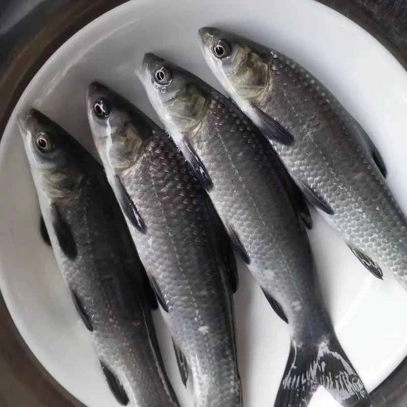 四川(按斤）冰鲜现捞青鱼生态养殖