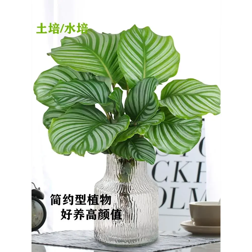 水培青苹果竹芋植物室内客厅水养盆栽办公室桌面四季好养观叶绿植