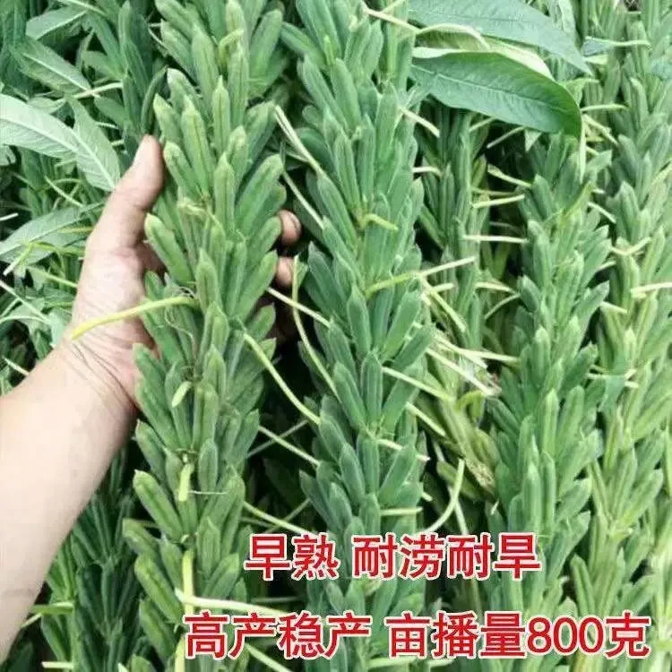 矮脚油芝麻种子中早熟非转基因芝麻种高产白芝麻黑芝麻榨油芝麻油