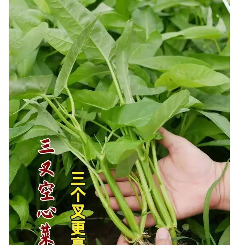 三叉空心菜种子青菜种籽通心菜种子四季易种阳台种植蔬菜种子
