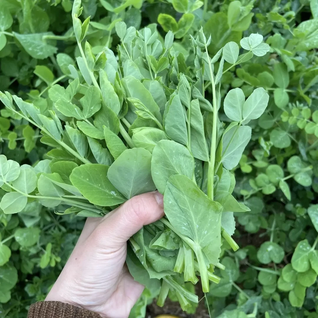 豌豆尖农家自种新鲜