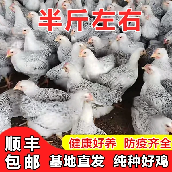 拍不了地区拍这个【中通】纯种 活体 芦花  5两左右宠物鸡基地直发