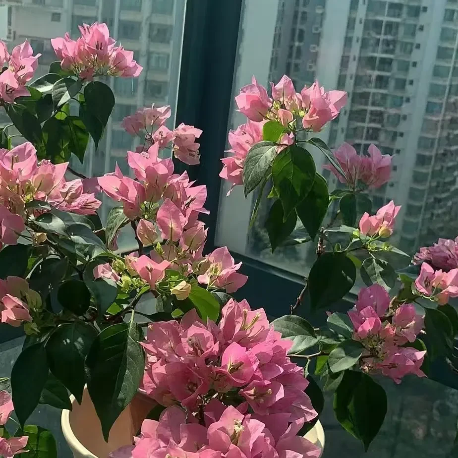 【维拉粉三角梅】耐晒好养易开花适合室内外种植
