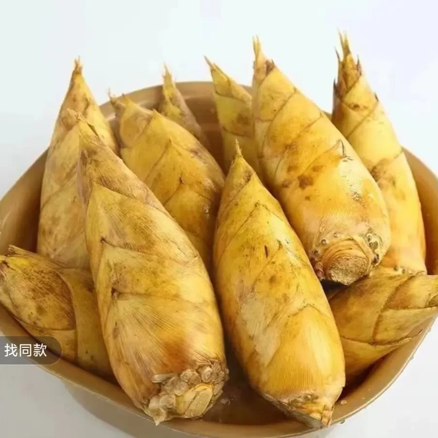 福建漳州高山新鲜现挖黄泥冬笋两头尖小脚笋应季蔬菜火锅食材