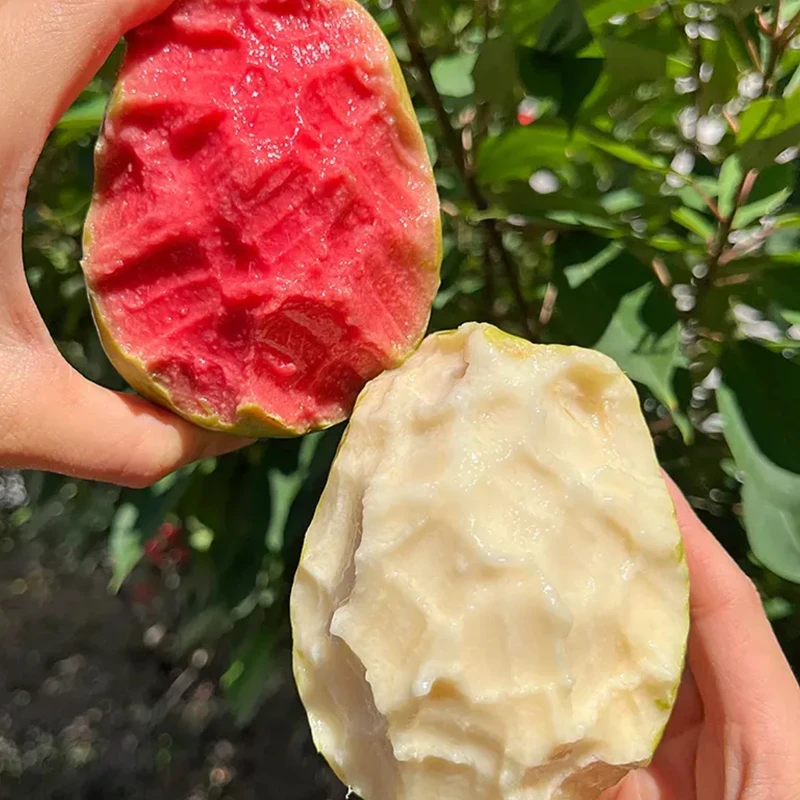 广西芭乐番石榴红心白心双拼装单果150g+