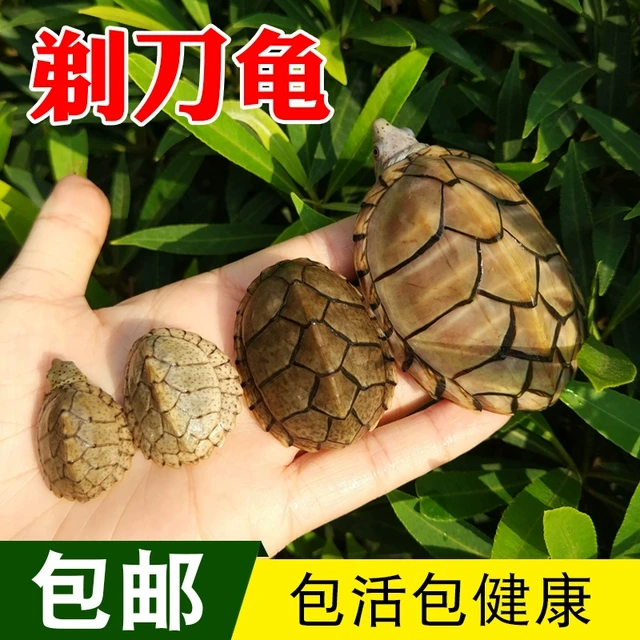 乌龟剃刀龟活体宠物龟深水龟麝香龟小型刀背屋顶蛋龟苗观赏龟包邮