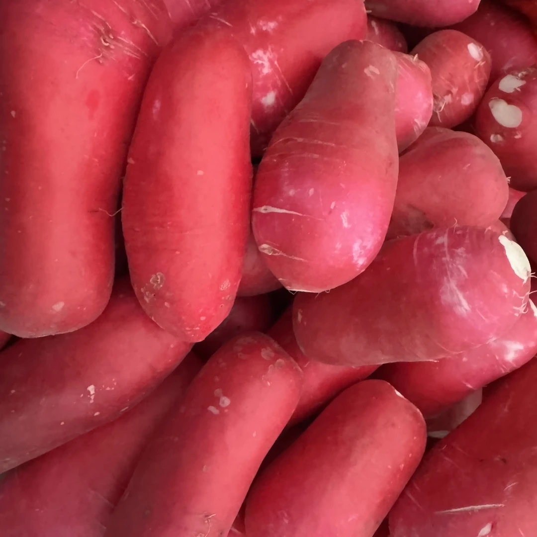 红皮白心萝卜新鲜农家现挖水萝卜当季蔬菜泡菜腌制专用脆甜爽口
