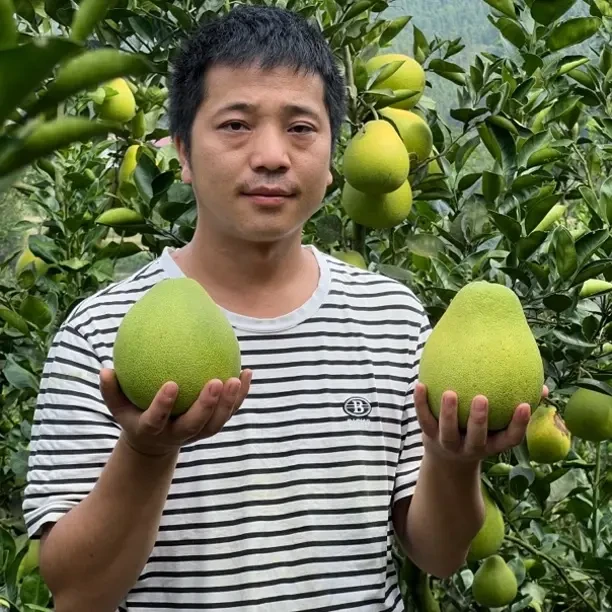 安江冰糖柚怀化柚子新鲜当季应季孕妇水果酸甜多汁脆甜多