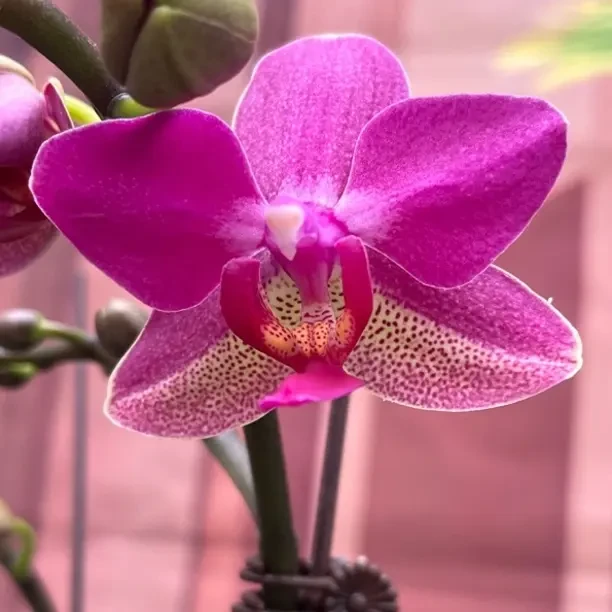 满园春3.0寸杯带花剑四季开花蝴蝶兰室内好养活盆栽花卉