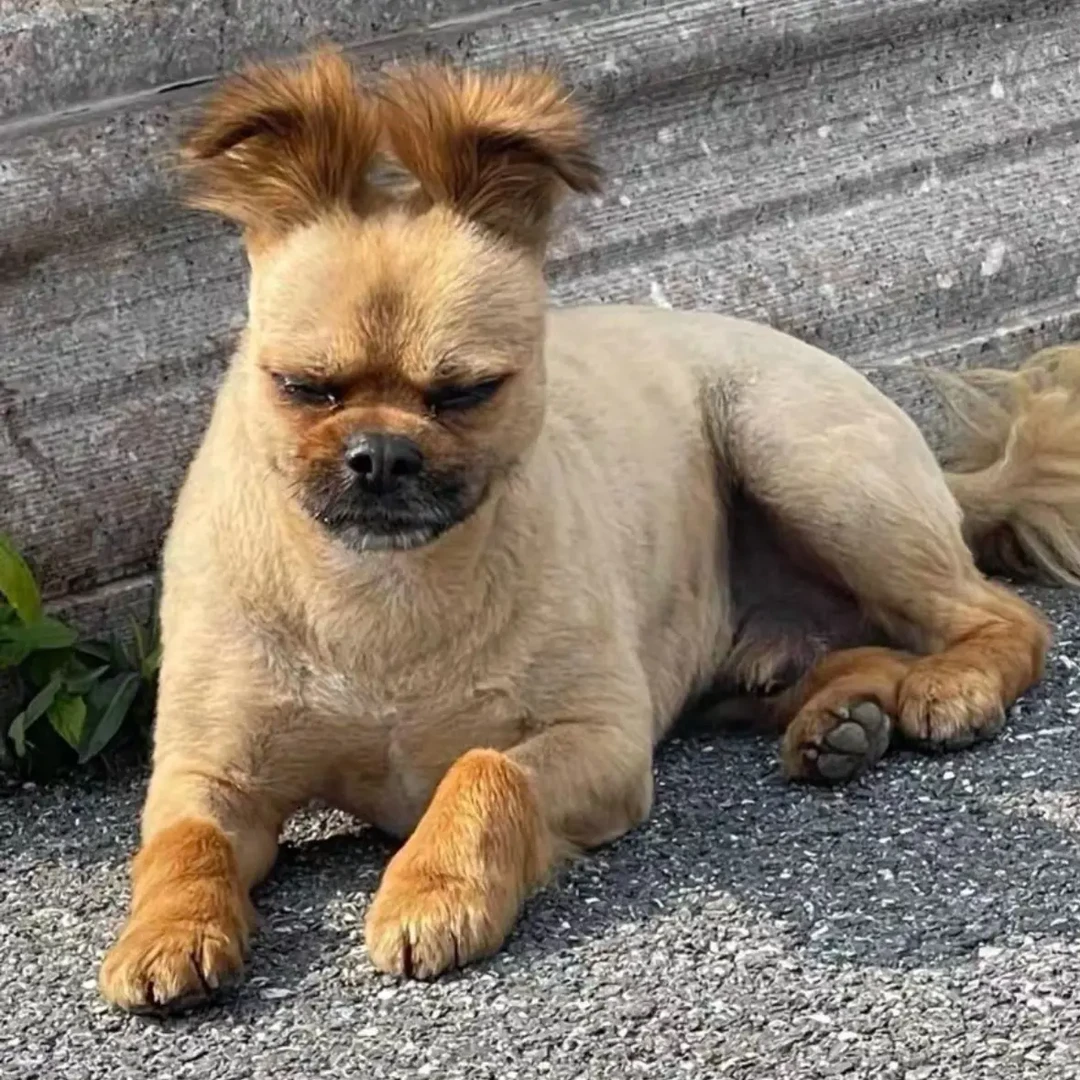 加厚合金扣狗狗胸背牵引带适用于大型犬宠物