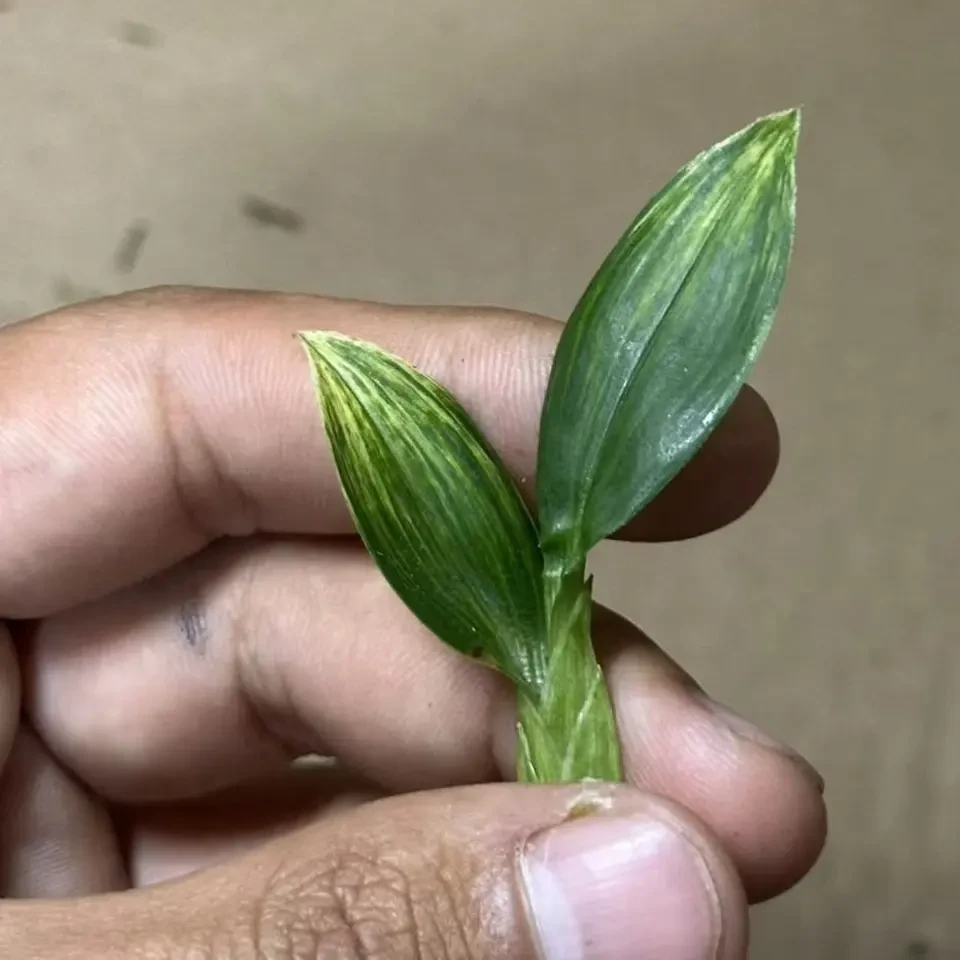 兔耳兰滑皮绿植花卉