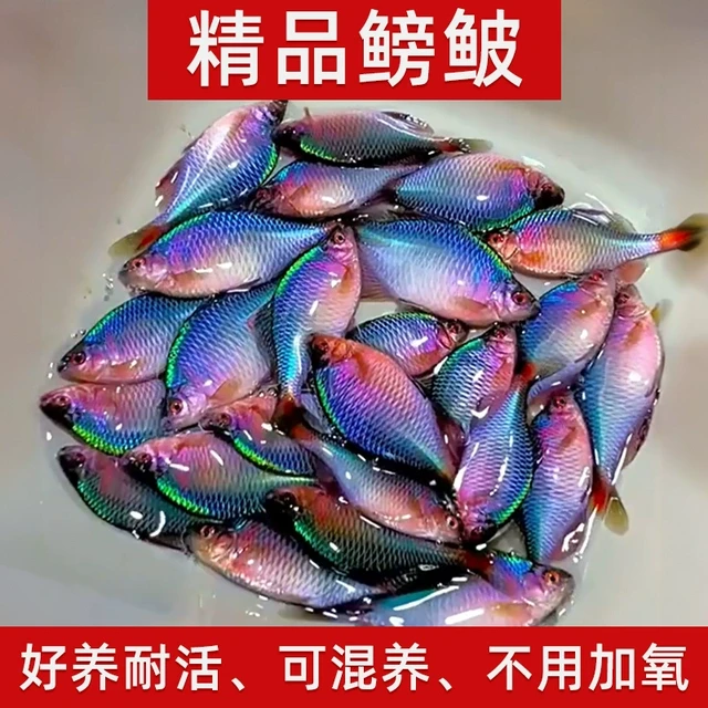好养淡水观赏鳑鲏鱼七彩石旁皮除藻冷水鱼饲料小型鱼苗原生群游鱼