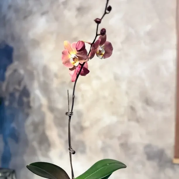 【芳桦园】三文鱼蝴蝶兰盆栽带花带花苞室内种植观赏好养活花卉