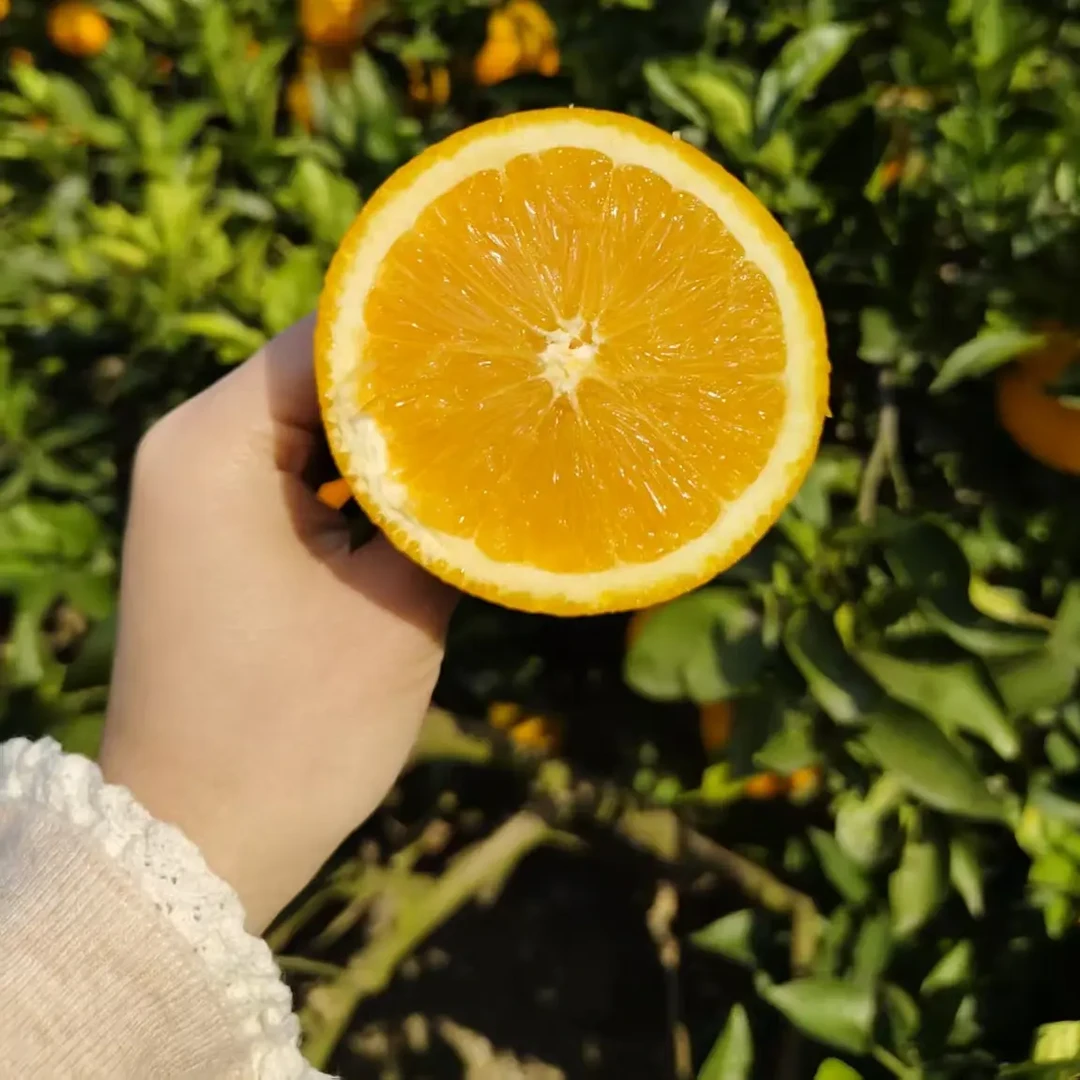奉节脐橙带枝叶鲜果原产地果园直发新鲜现摘现发应季水果
