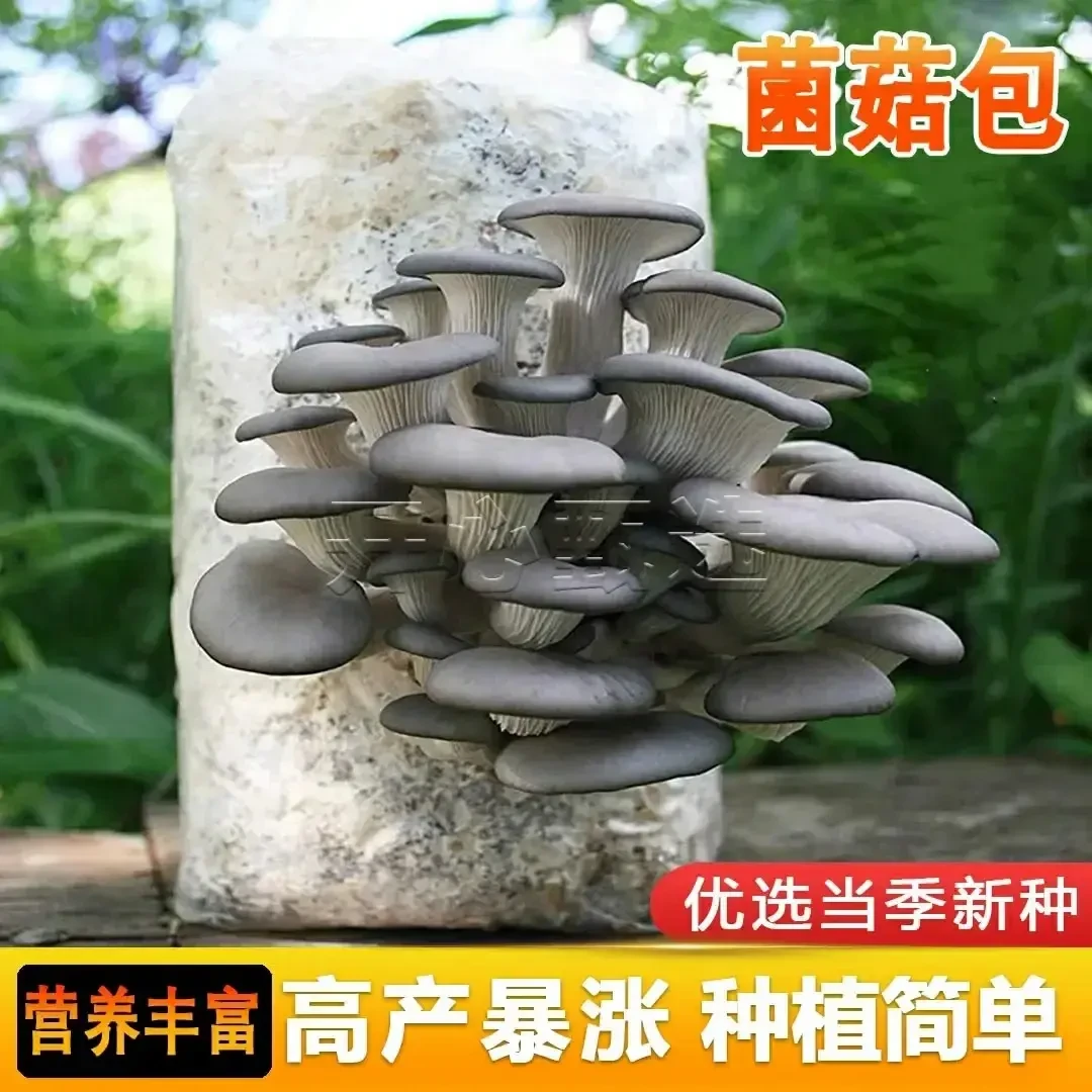 蘑菇菌包好养喷水就长食用菌菌棒平菇种植包菌菇包菌种包