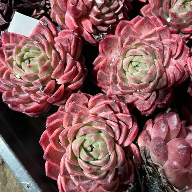 天空之城多肉植物室内外好养防辐射盆栽