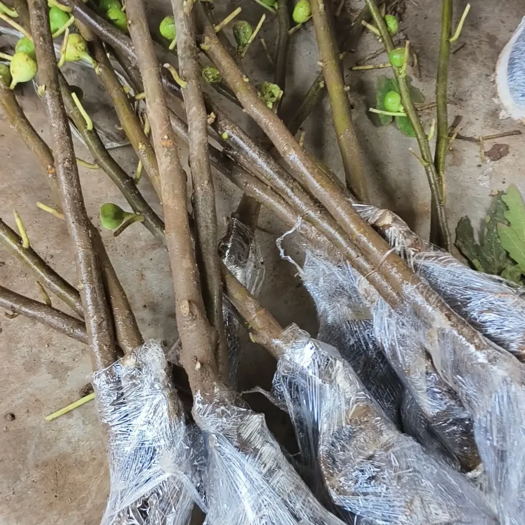 无花果树苗波姬红芭劳奈南北方种植当年结果