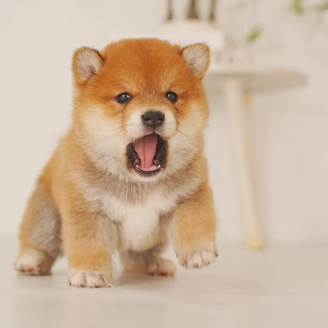 宠悦宠物狗幼犬活体直播间挑选通用