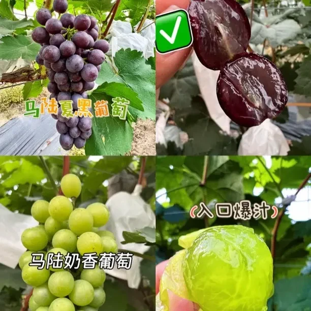 正宗马陆葡萄夏黑、醉金香、早甜 三拼