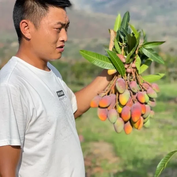 攀枝花树熟贵妃芒果又香又甜顺丰包邮比海南还好吃