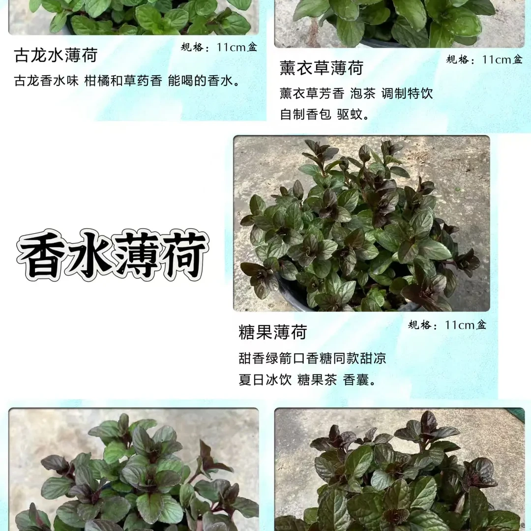 香水薄荷系列 糖果 浆果奶油 古龙水 薰衣草 巧克力 香槟