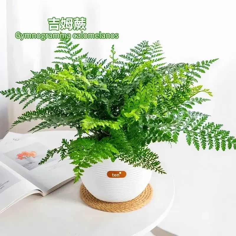 吉姆蕨盆栽网红蕨类植物办公室绿植室内欧洲蕨平安蕨宝石蕨铁线蕨