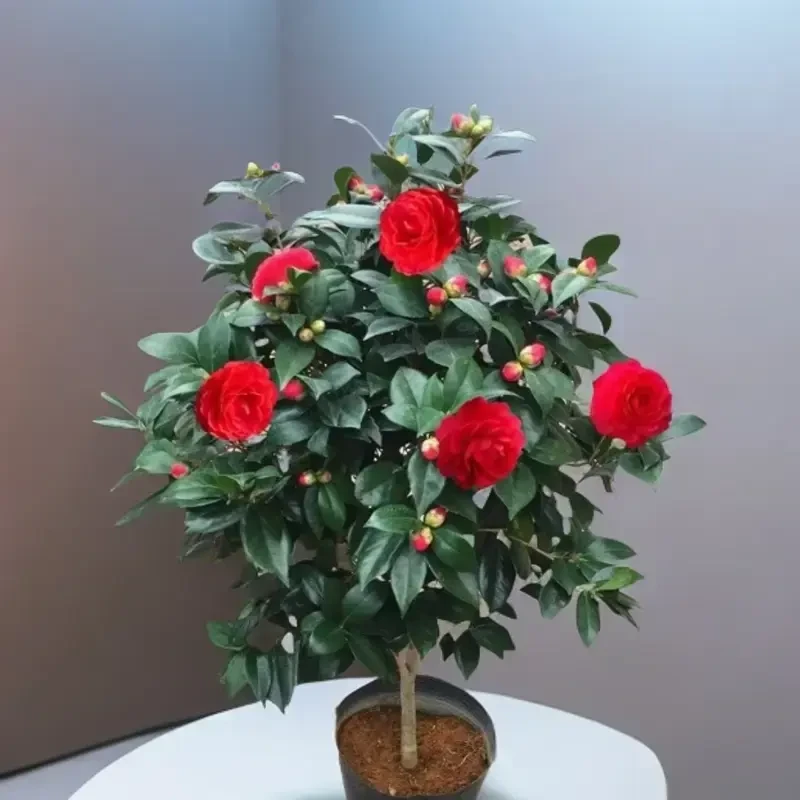 80~100cm红色的山茶树的苗带花盆栽花卉植物庭院四季开花室内H