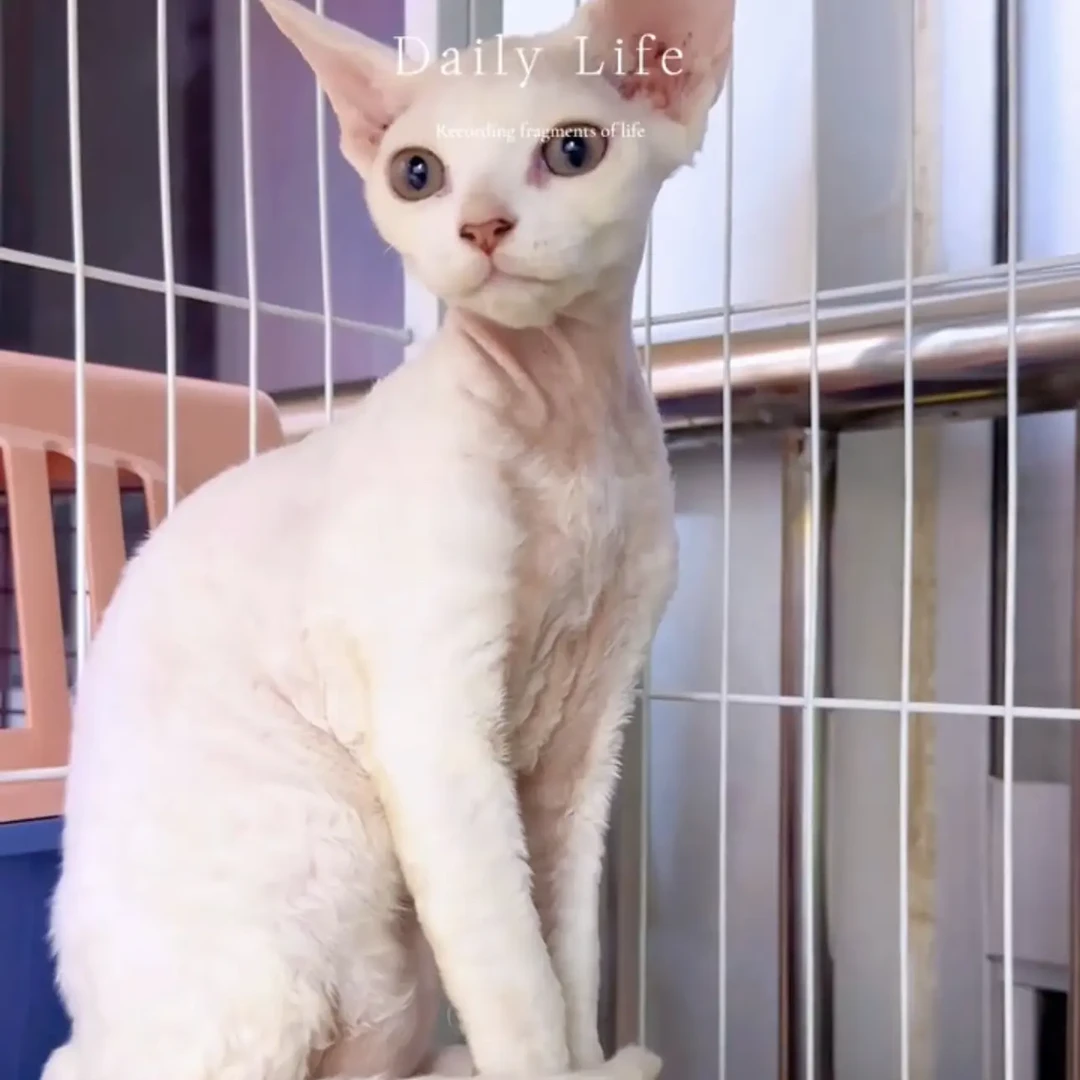 三个月纯白德文特价出售