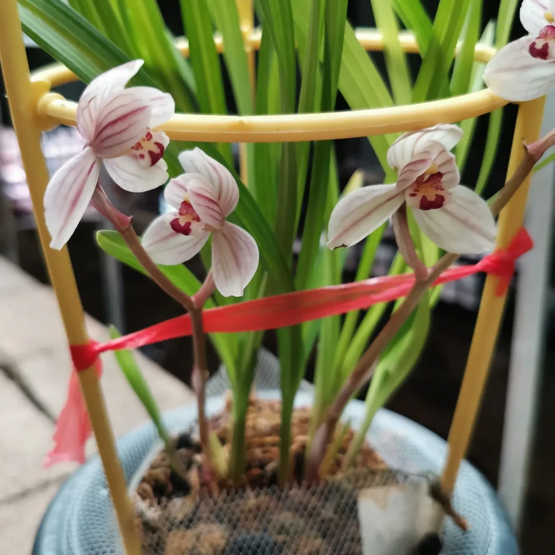 莲瓣兰荷之冠兰花苗浓香型室内客厅阳台绿植花卉盆栽好养易活