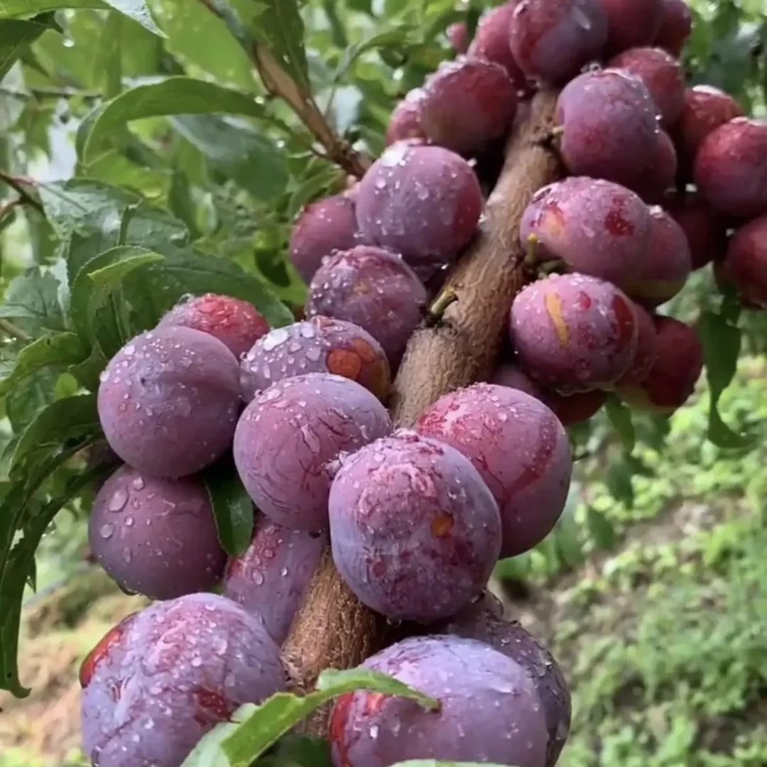 精选特级脆红李树苗 根系发达 苗木粗壮 保证品种质量