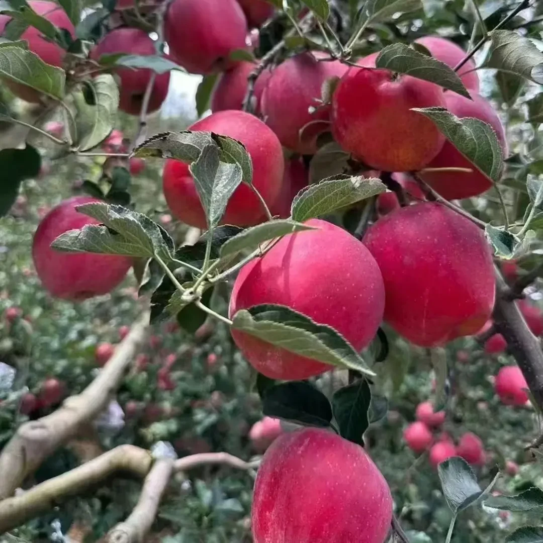 云南正宗昭通丑苹果2001脆甜多汁产地现摘新鲜水果