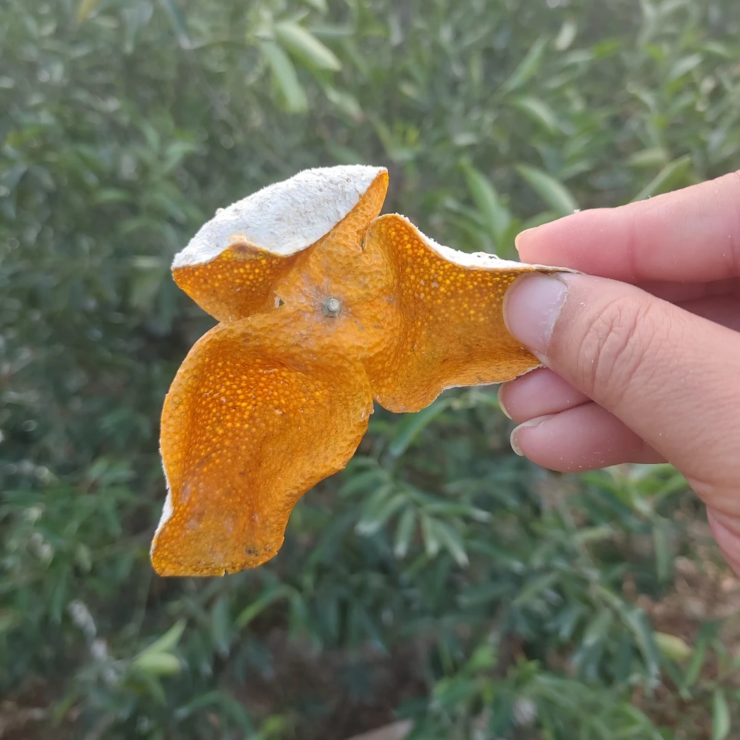 正宗新会自家陈皮茶枝柑大红圈枝皮现摘自然生晒干