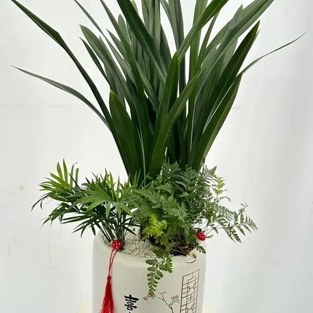 精品墨兰盆栽适合室内客厅办公室好养四季常青绿植花卉带盆