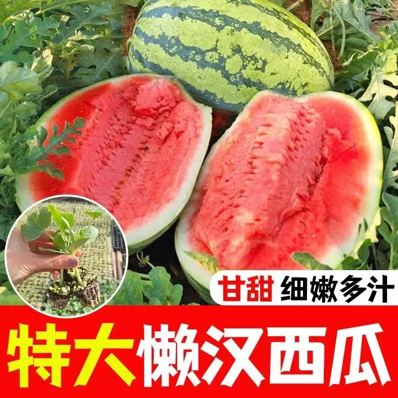 懒汉西瓜苗秧特大无子早熟巨型懒汉西瓜苗高产好成活苗