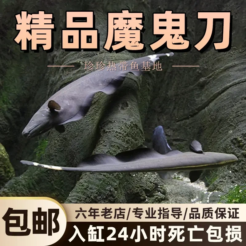 魔鬼刀鱼黑羽毛刀鱼混养黑魔鬼刀鱼七星刀线翎电鳗淡水热带观赏鱼