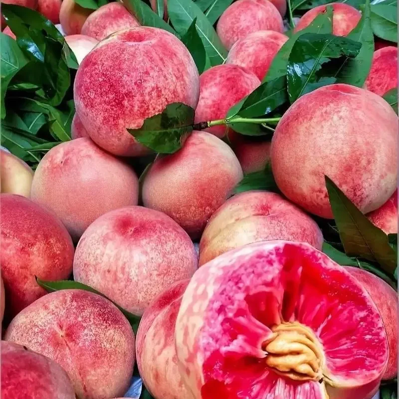 早红血桃6月上旬初成熟桃树苗