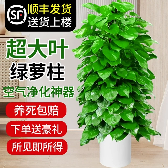 大叶绿萝柱盆栽客厅大型绿植带盆新家入住除甲醛净化空气好养绿箩