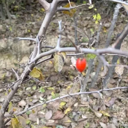 老鸦柿盆景原生嫁接品种根培品种